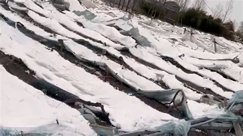 河南突降大雪 农户40亩葡萄棚被压塌
